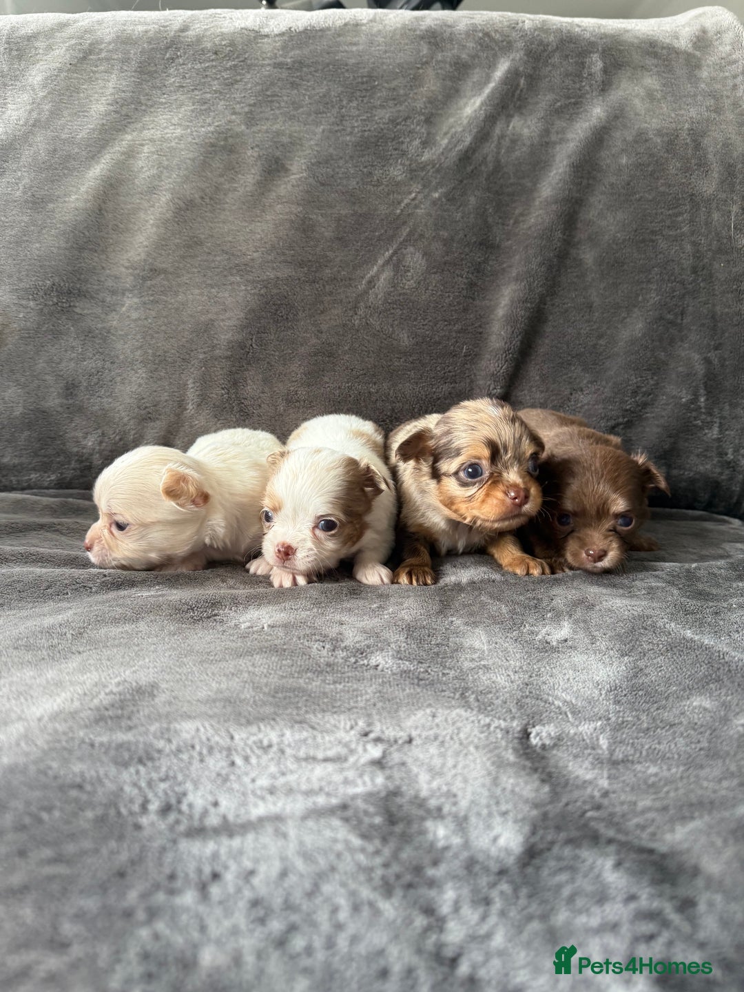 Chihuahua dogs for sale: Long hair chihuahua puppies  - Image 7