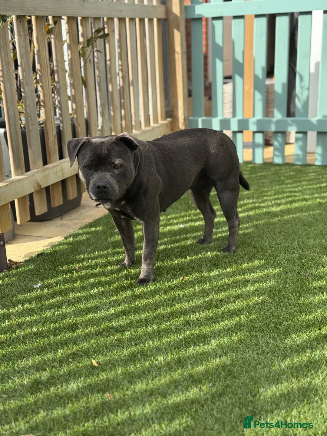 Staffordshire Bull Terrier dogs for sale: BLUE STAFFORDSHIRE BULL TERRIER BITCH  - Advert 6