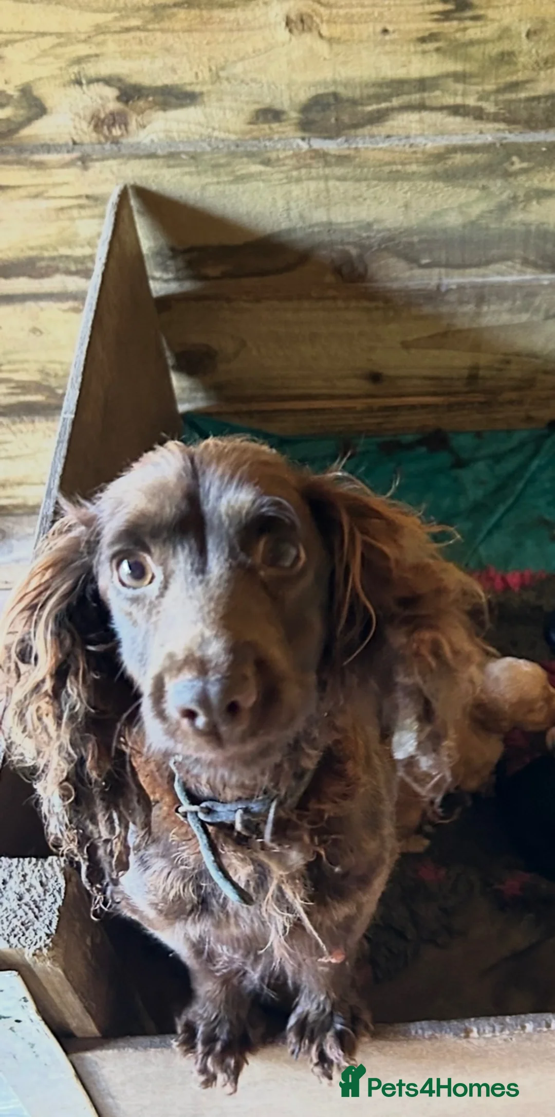 Cocker Spaniel dogs for sale: GorgeousCocker spaniel puppies in Whitchurch - Advert 9