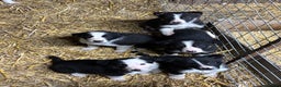 Border Collie dogs for sale: Stunning border collies  - Advert 1