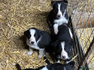 Border Collie dogs Stunning border collies - Advert 5