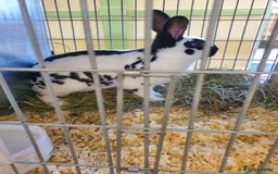 English Spot rabbits for sale: English Spot Rabbits  - Image 2