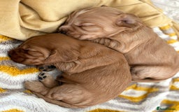 Cocker Spaniel dogs for sale: 3 beautiful cocker spaniel puppies  - Image 2
