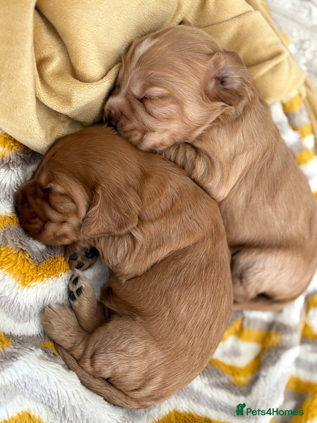 Cocker Spaniel dogs for sale: 3 beautiful cocker spaniel puppies  - Image 2