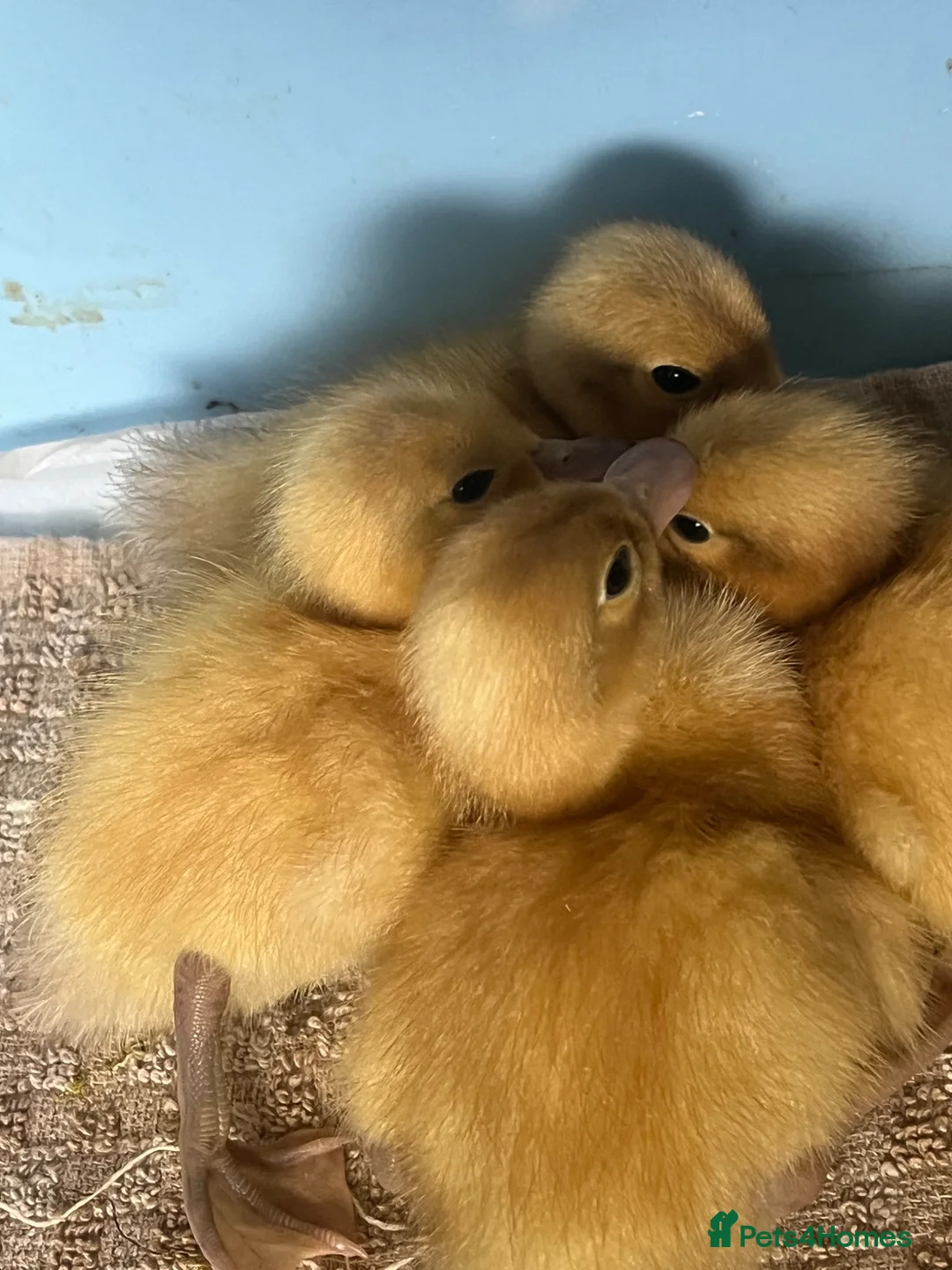 Ducks poultry for sale: Day Old Welsh Harlequin ducklings  - Advert 2