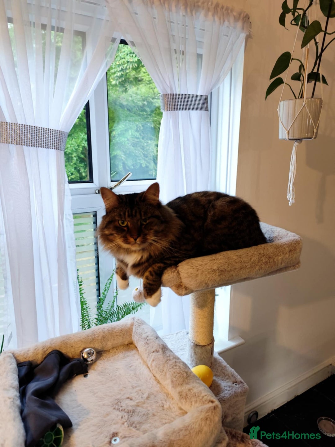 Dwelf cats for sale: I am looking for a good home for a male cat. - Image 2