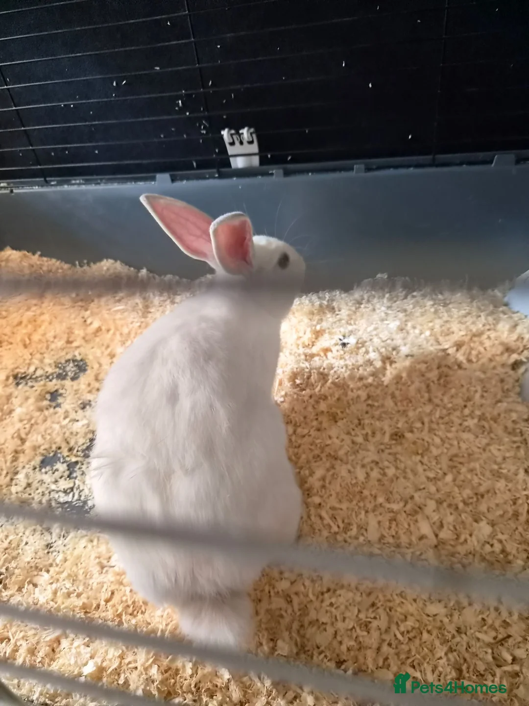 Rex rabbits for sale: 1 lion head rabbit  1 rex and 1 lop  - Advert 1