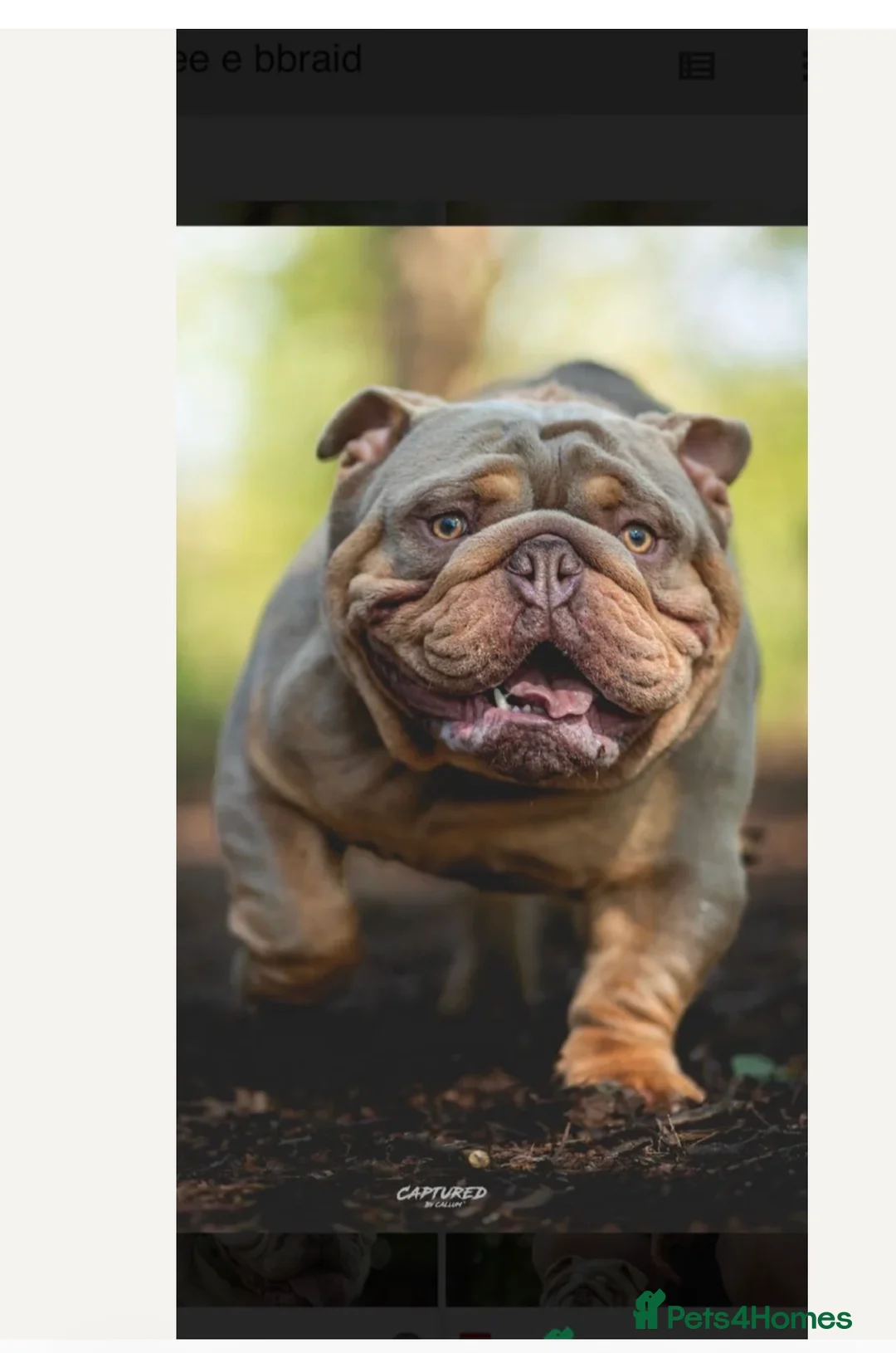 English Bulldog dogs for sale: Beautiful English bulldogs in Rochdale - Advert 2