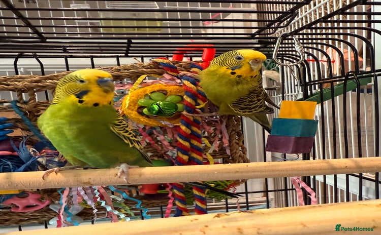 Budgerigars birds - Advert 15