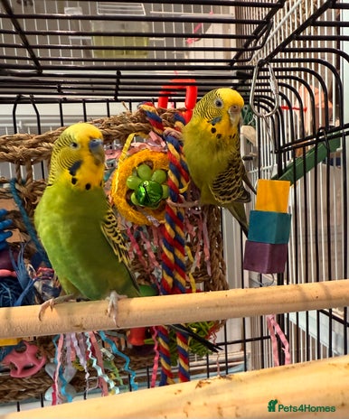 Budgerigars birds - Advert 3