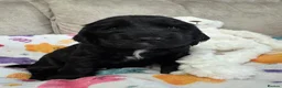 Cocker Spaniel dogs for sale: Adorable show cocker spaniel puppies - Advert 13