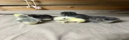 Chickens poultry for sale: Pekin bantam chicks - Advert 6