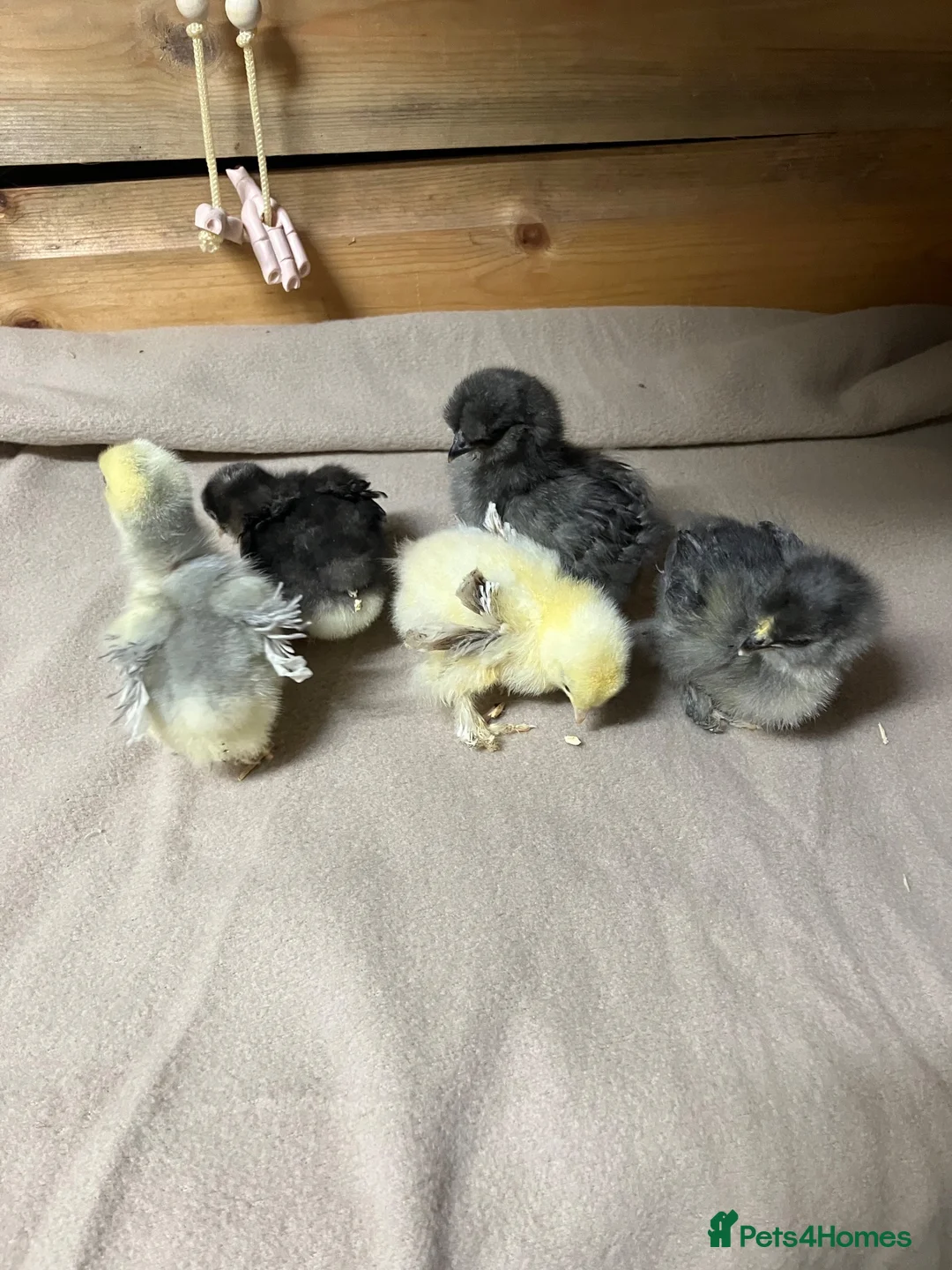 Chickens poultry for sale: Pekin bantam chicks - Advert 6