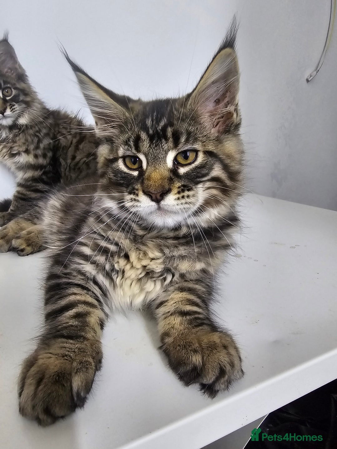 Maine Coon cats for sale: Pedigree Maine Coon boys from tested parents  - Image 7
