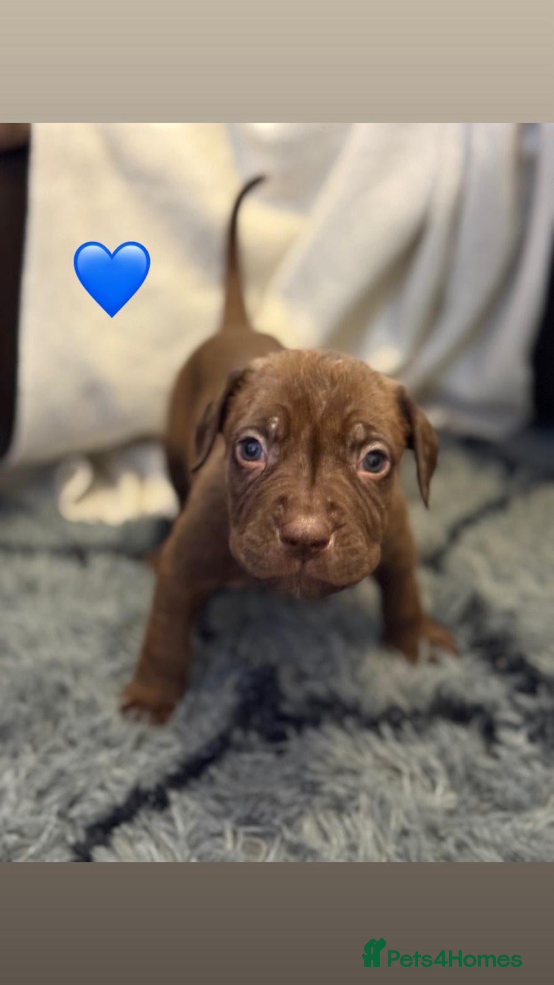 Cane Corso dogs for sale: Cane Corso puppies - Image 17