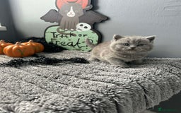British Shorthair cats for sale: Beautiful British Shorthair Kittens - Image 3