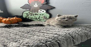 British Shorthair cats - Advert 13