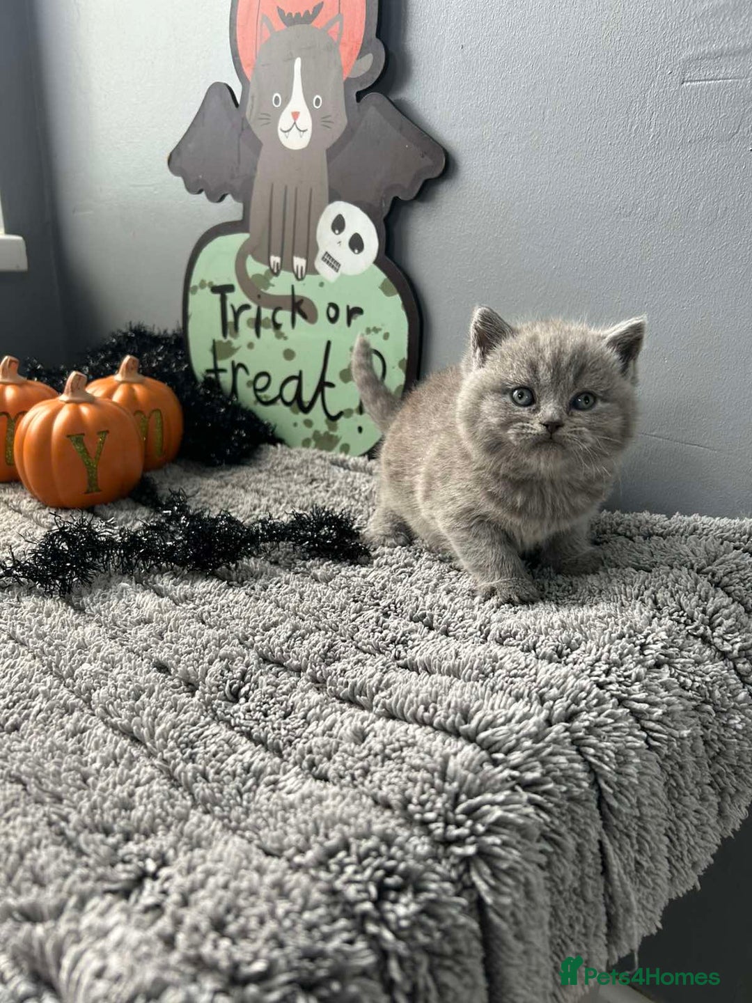 British Shorthair cats for sale: Beautiful British Shorthair Kittens - Image 3