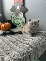 British Shorthair cats - Advert 3