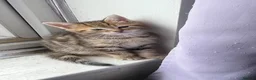 Mixed Breed cats for sale: Lilac x Tabby Kittens Bengal Style Female Pair - Advert 9