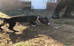 Mixed Breed dogs for sale: 3 BOYS LEFT - American Staffordshire bull terriers - Image 16