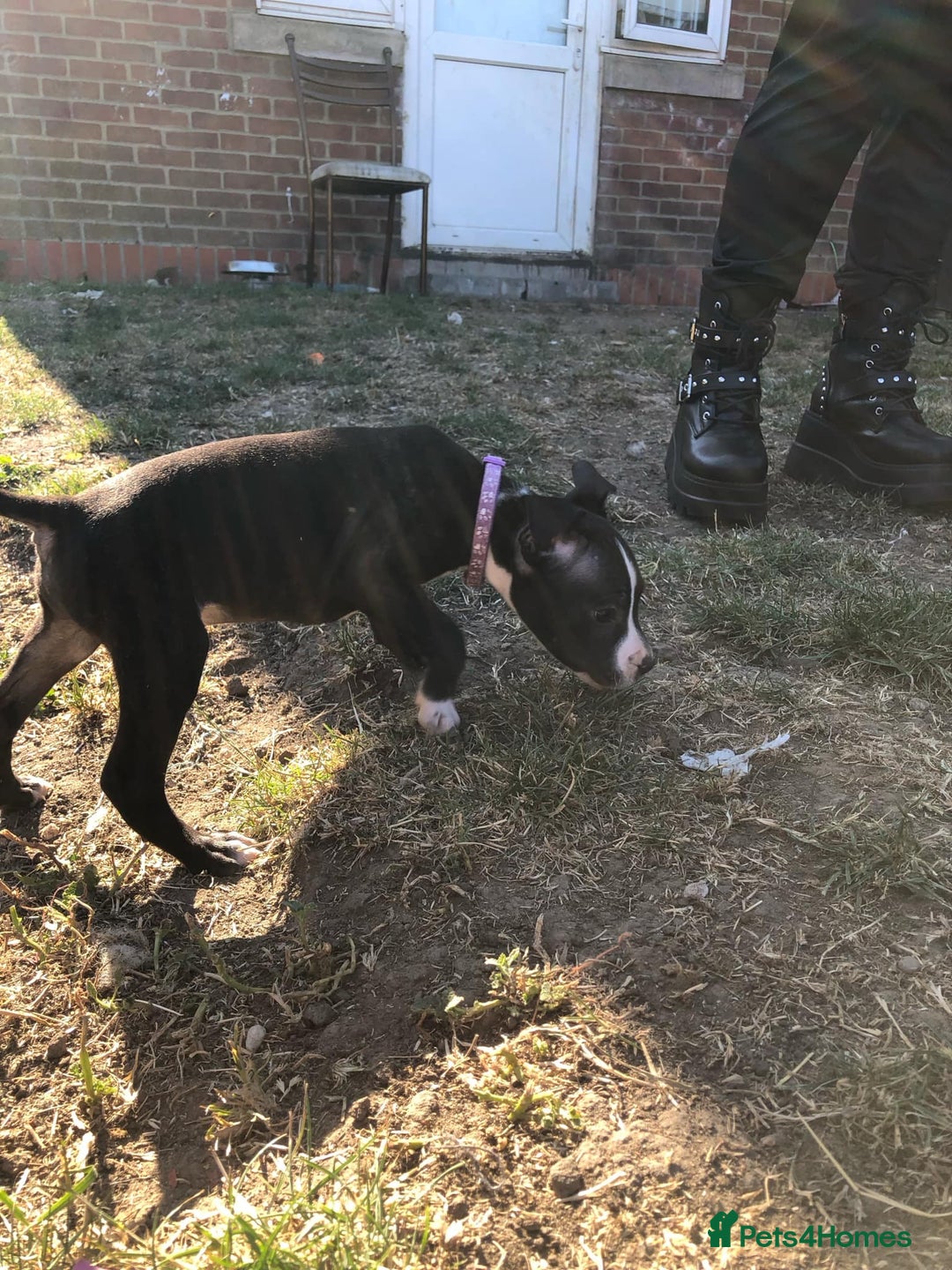 Mixed Breed dogs for sale: 3 BOYS LEFT - American Staffordshire bull terriers - Image 16