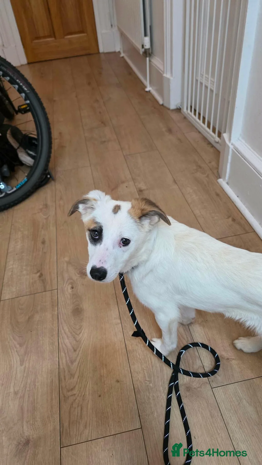 Mixed Breed dogs for adoption: Patchy in Glasgow - Advert 2
