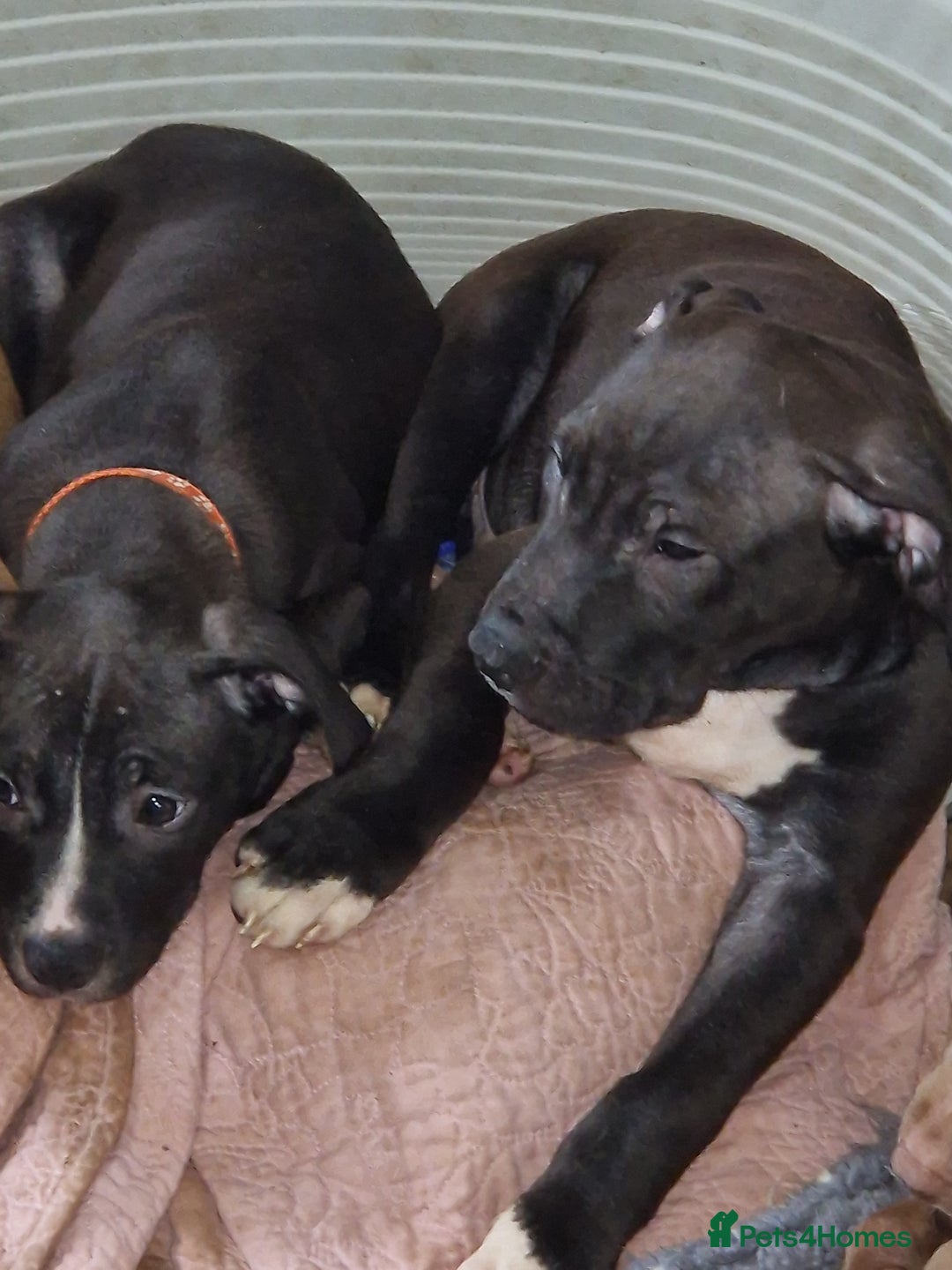 Mixed Breed dogs for sale: Presa/American Johnson bulldog - Image 16