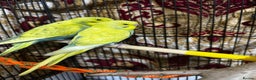 Budgerigars birds for sale: Budgies Easy Hand-Reared  - Advert 1
