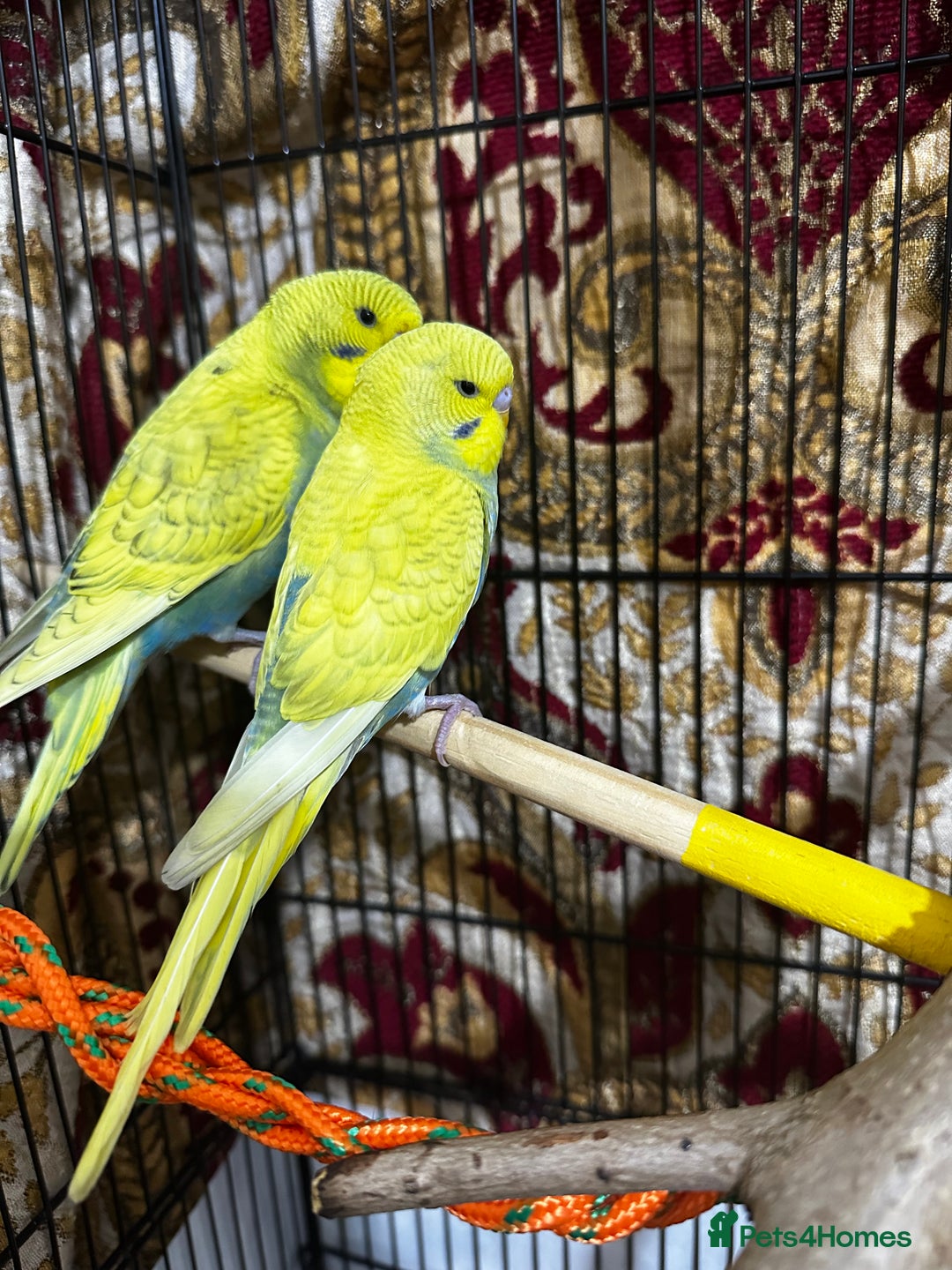 Budgerigars birds for sale: Budgies Easy Hand-Reared  - Advert 1