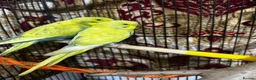 Budgerigars birds for sale: Budgies, Green Cheek Conures Easy Hand-Reared  - Advert 1