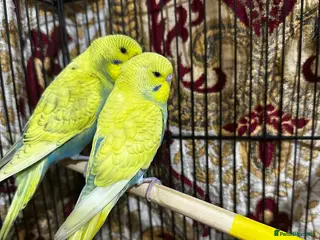 Budgerigars birds Budgies, Green Cheek Conures Easy Hand-Reared - Advert 1