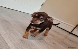 Jack Russell dogs for sale: Beautiful Muchwenlock Jack Russell puppies - Image 28