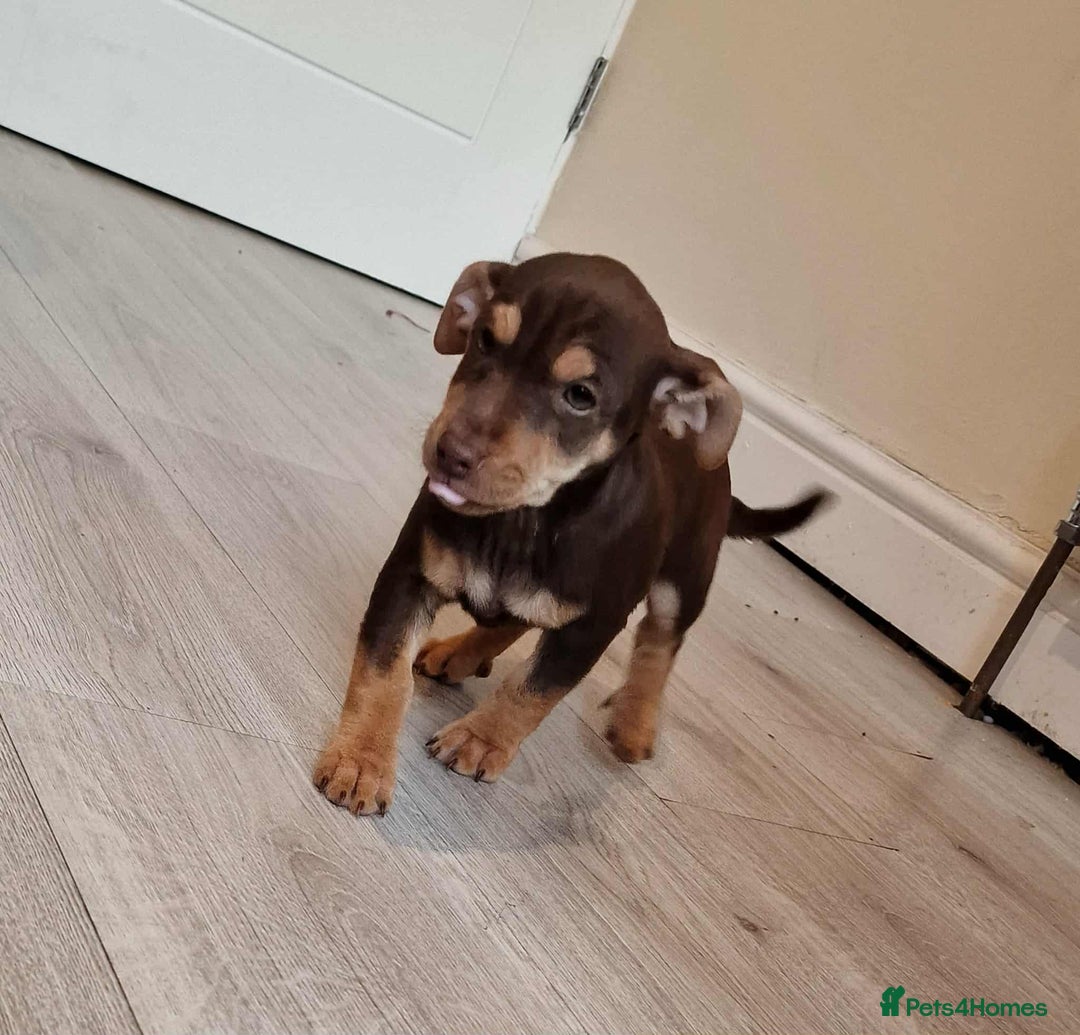 Jack Russell dogs for sale: Beautiful Muchwenlock Jack Russell puppies - Image 28