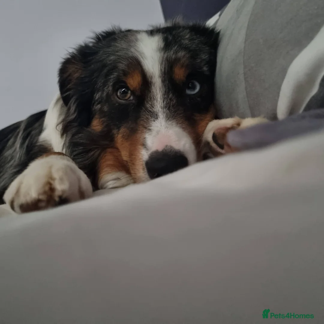 Border Collie dogs for stud: Blue Merle Border Collie for Stud - Advert 5