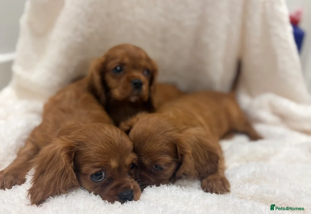 Cavalier King Charles Spaniel dogs for sale: King Charles cavaliers puppy’s  - Advert 2