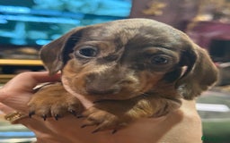 Miniature Dachshund dogs for sale: Three superb girls available NOW - Image 11