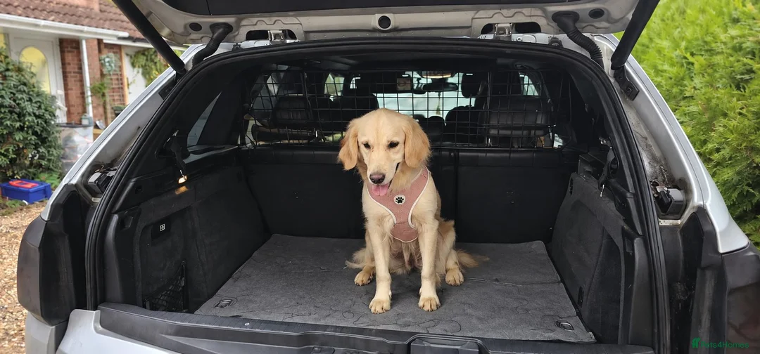 Golden Retriever dogs for sale: Golden Retriever female - Advert 1