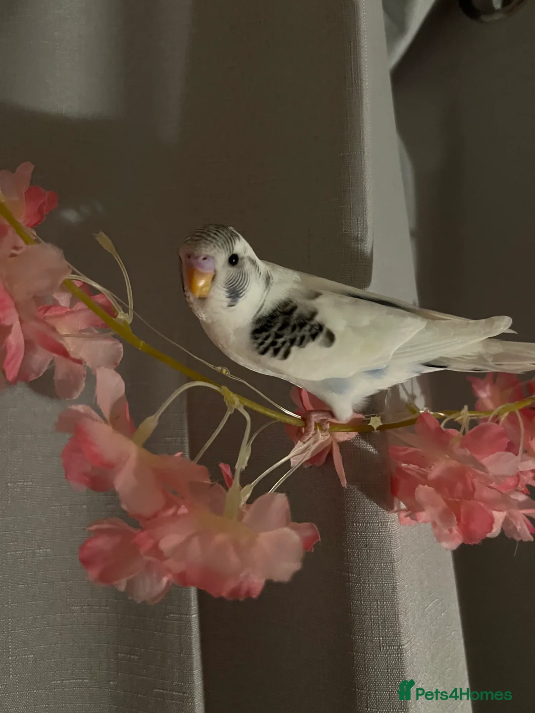 Budgerigars birds for sale: Playful tame young budgie - Advert 2