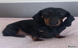 Dachshund dogs for sale: Dachshund cross pups 3/4 breed - Image 1