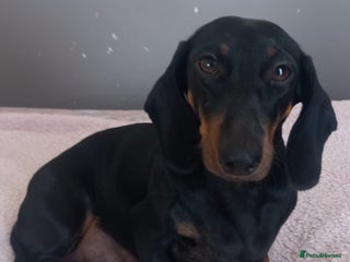 Dachshund dogs - Advert 6