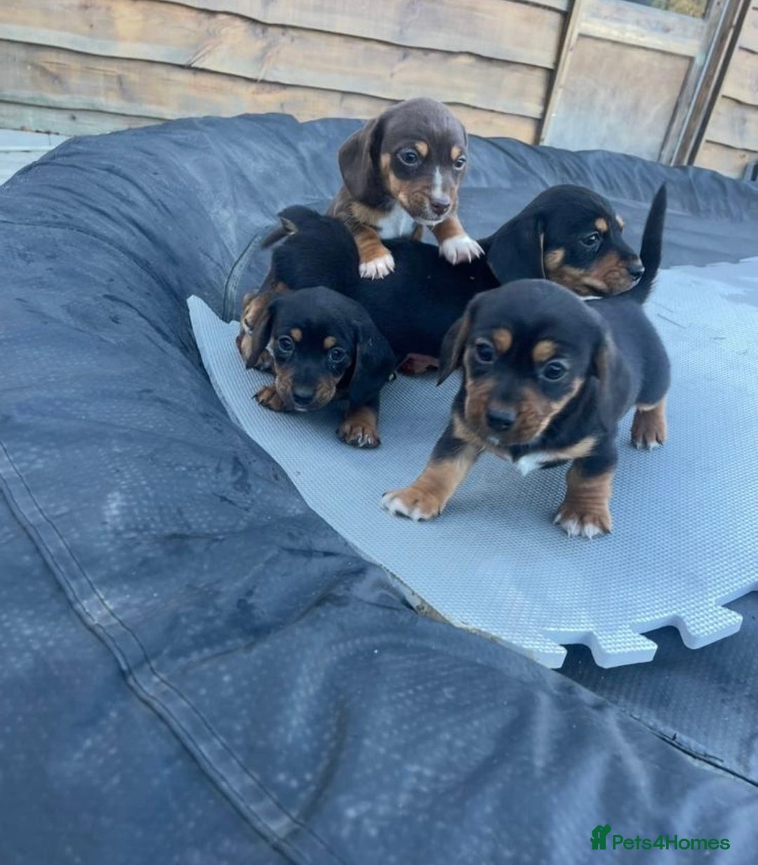 Dachshund dogs for sale: Miniature Dachshunds  - Advert 4