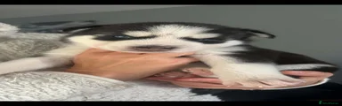 Siberian Husky 4