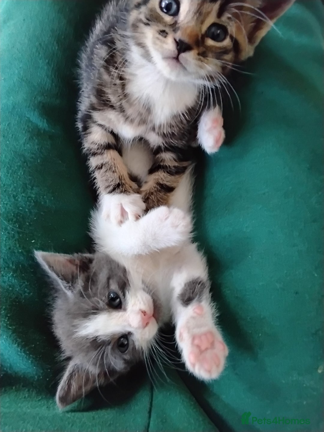 Maine Coon cats for sale: Kittens - Image 9
