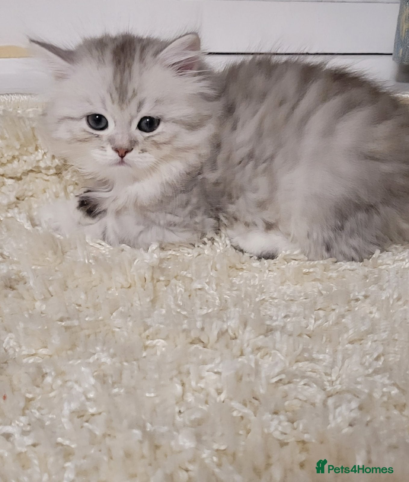 British Longhair cats Pedigree/Executive/Top quality silver tipped kitty - Advert 15