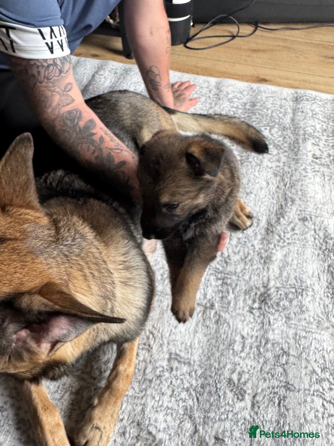 German Shepherd dogs for sale: 3 German shepherd puppies - Image 10