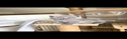British Shorthair cats for sale: Best Quality Clasic BSH BLUE KITTENS - Advert 3
