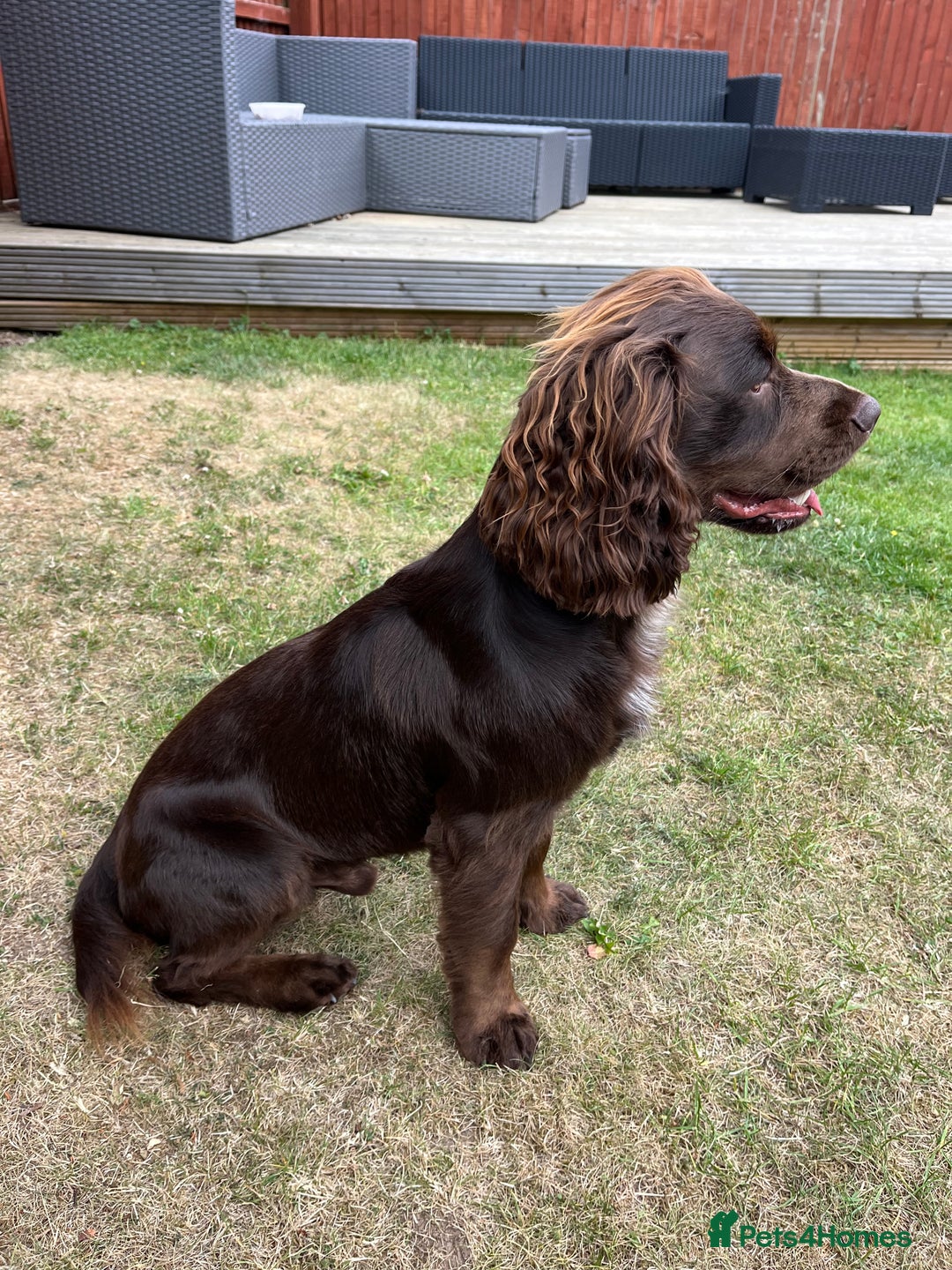 Cocker Spaniel dogs for stud: Cocker spaniel for stud  - Advert 4