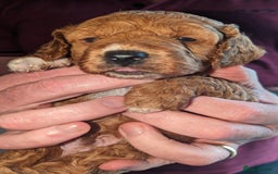 Cavapoo dogs for sale: Cavapoo Puppies for Sale F1B £950 - Image 9