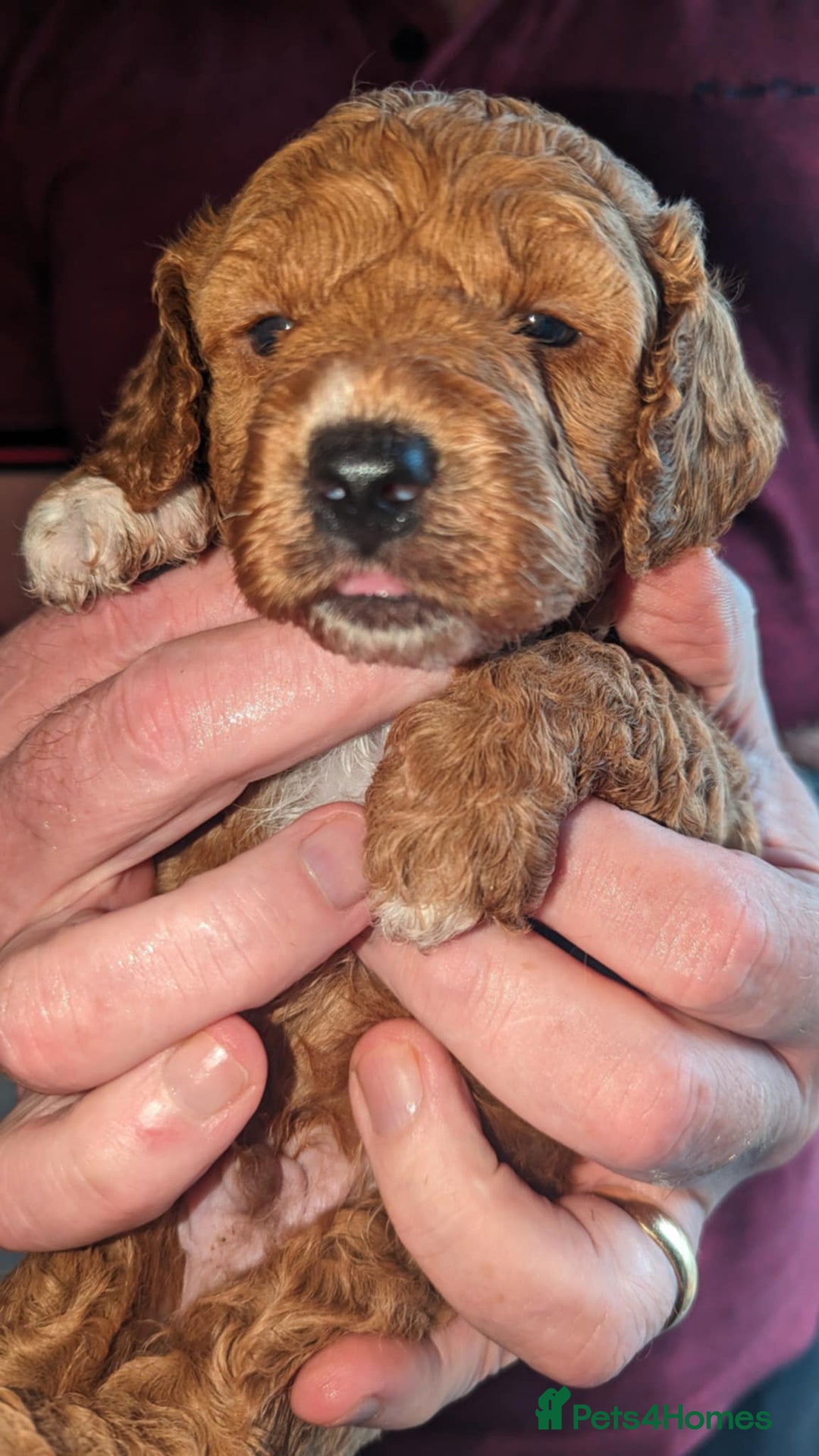 Cavapoo dogs for sale: Cavapoo Puppies for Sale F1B £950 - Image 9